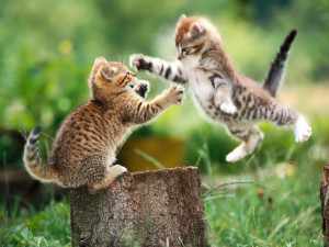 funny-cat-fight funny-cat-fight