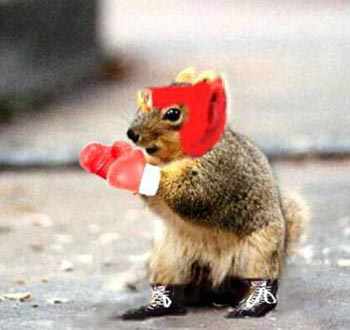 boxing_squirrel